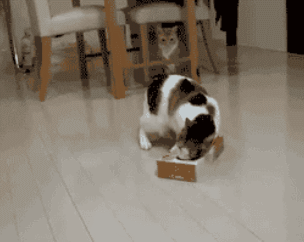 If-it-fits.gif