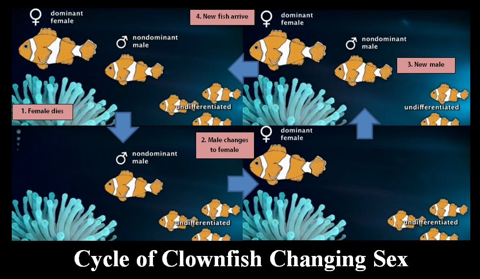 cb924-clownfishsexchangecyclenemo.jpg