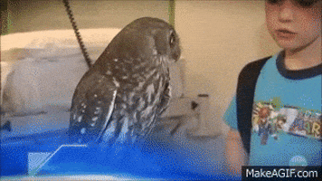 Owl Reaction GIF by MOODMAN