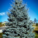 fat-albert-colorado-blue-spruce-2-129x129.jpg