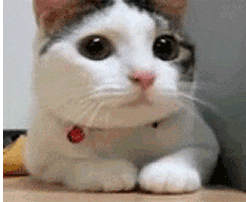 giphy.gif