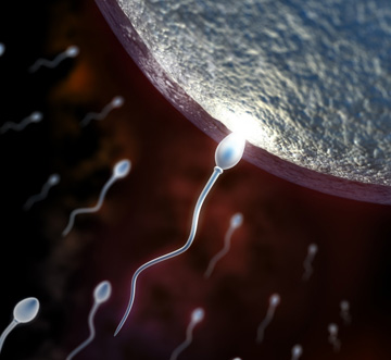sperm.jpg