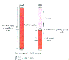 hematocrit.gif