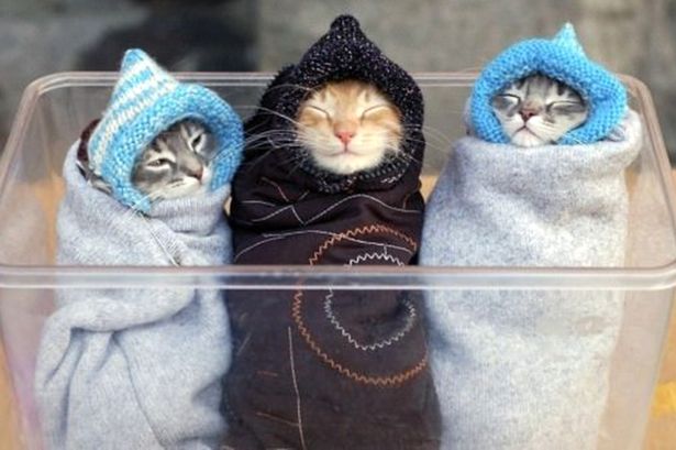 purrito.jpg
