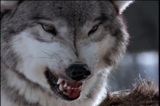 ckL.gif