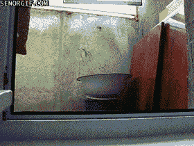 Funny-Cat-Gifs-28.gif