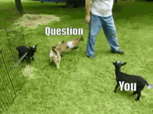 tenor.gif