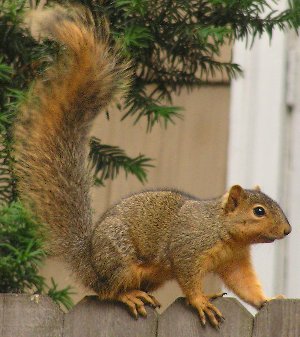Sciurus_niger_%28on_fence%29.jpg