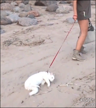 cat-dragging.gif