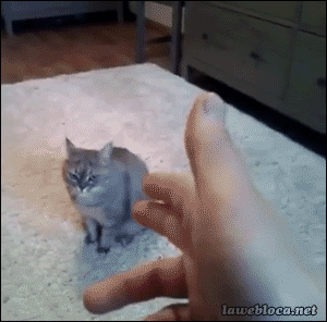 teV99Vv.gif