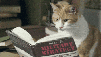 cat speed GIF