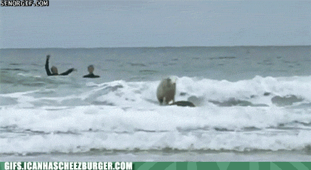 DFX77o5lgUOofObwR0zHkg2.gif