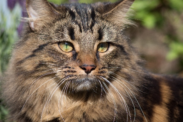 Brown-tabby-cat-close-up-outdoors.jpg