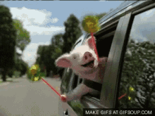 wee-pig.gif