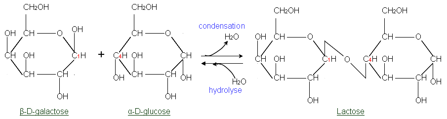 formation_du_lactose.png