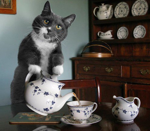 cat-pouring-tea.jpg