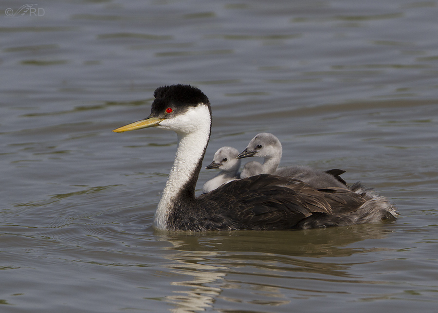 western-grebe-6690-ron-dudley.jpg