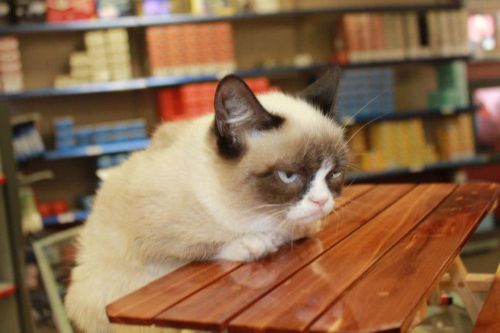 Grumpy-Cat-Table.jpg
