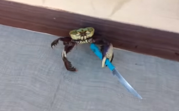 ganster-crab.jpg