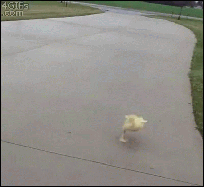 Duck Duckling GIF - Duck Duckling Baby - Discover & Share GIFs