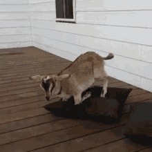 Sleeping Goat GIFs | Tenor