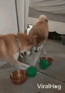 Shiba Play GIFs | Tenor
