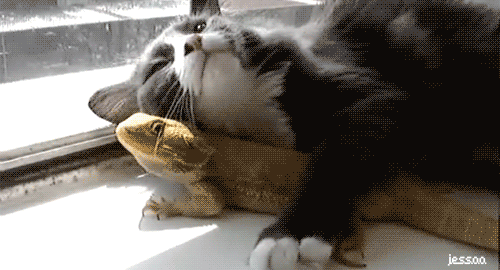 funny+cat+gif+picture+i+love+this+lizard.gif