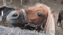 horse-smile.gif