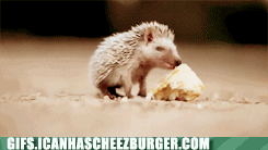 HRNKlX0izkWESRMpIsHNDg2.gif