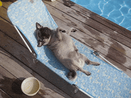 Dog Reaction GIF by AFV Pets