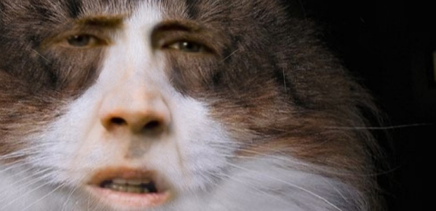 nic-cage-cats.jpg