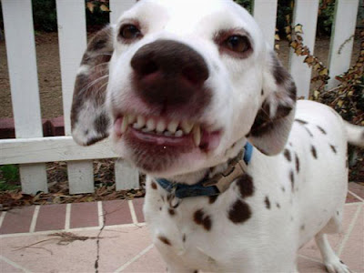 SMILING_Dalmatian.jpg