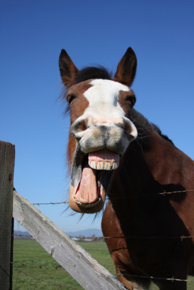 laughing+horse.jpg