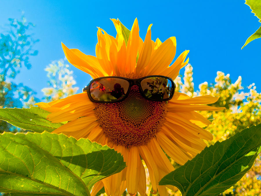 california-sunflower-bill-gallagher.jpg
