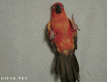 78693600997089b9f654d7ce748cdf9f.gif