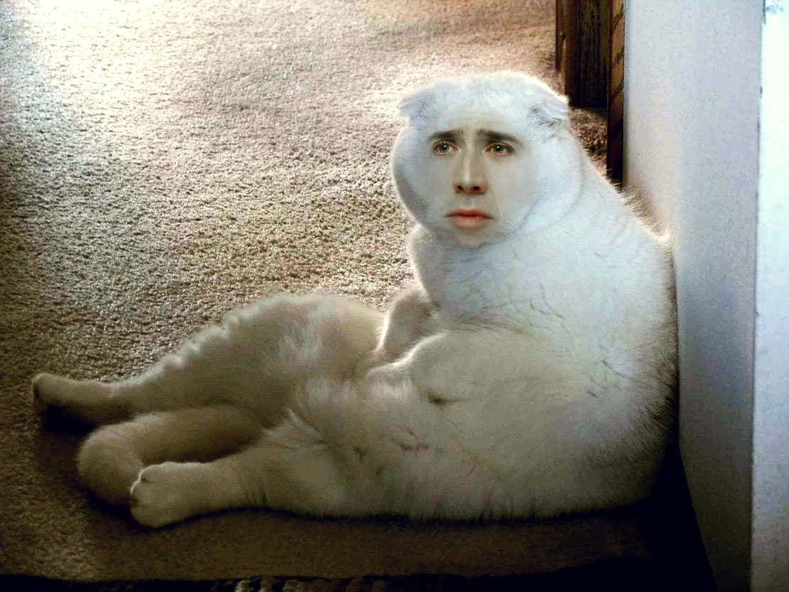 nicolas cage as a cat