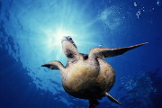 seaturtle.jpg