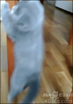 yip.gif