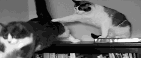 a4Jty.gif