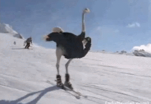 giphy.gif