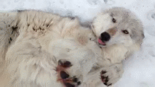 Maiah-the-Wolf-2.gif