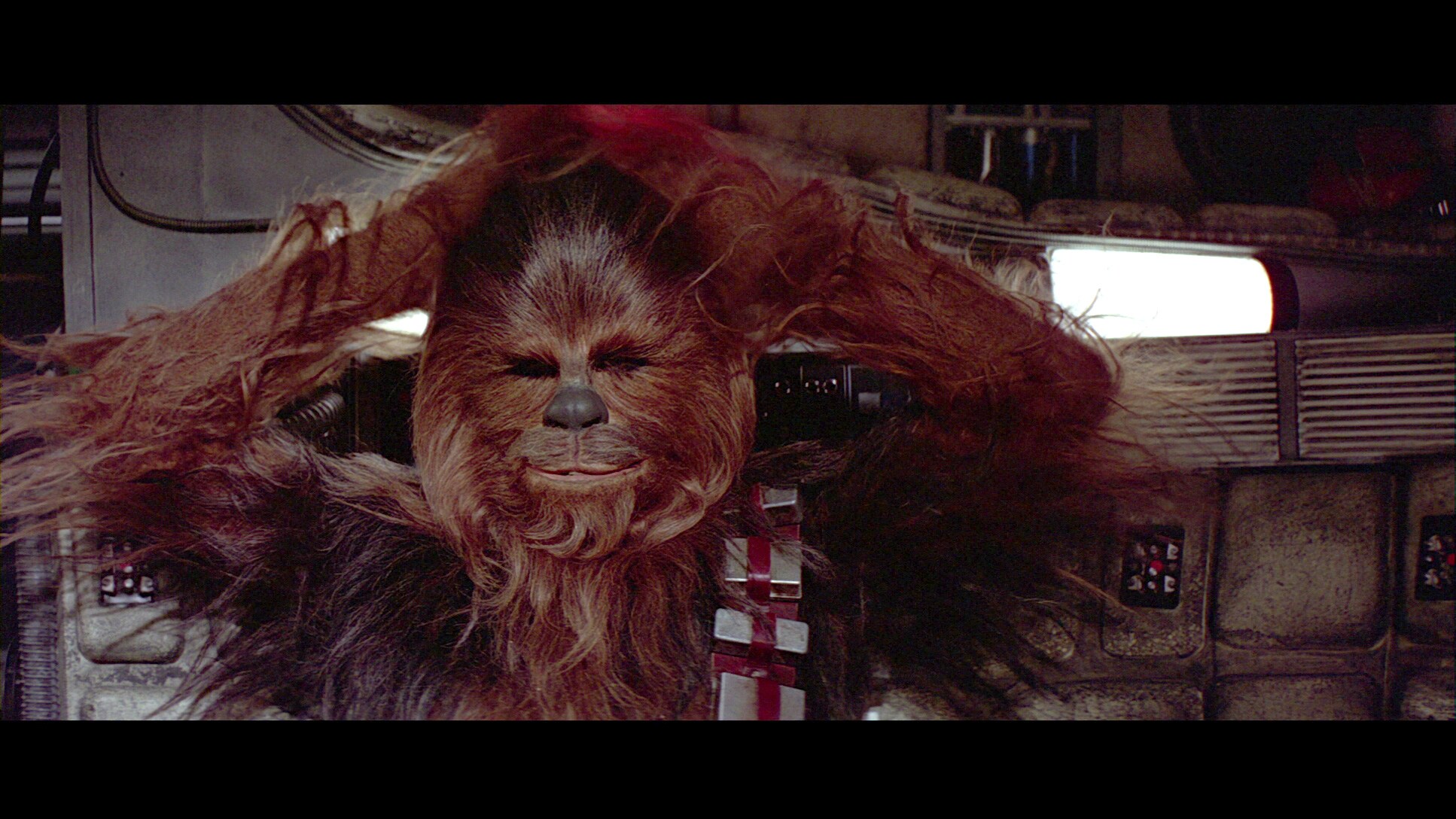 chewie-db_2c0efea2.jpeg