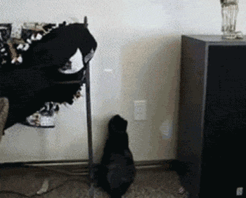 laser.gif