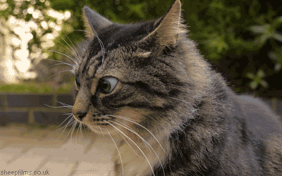 funniest-nurse1.gif