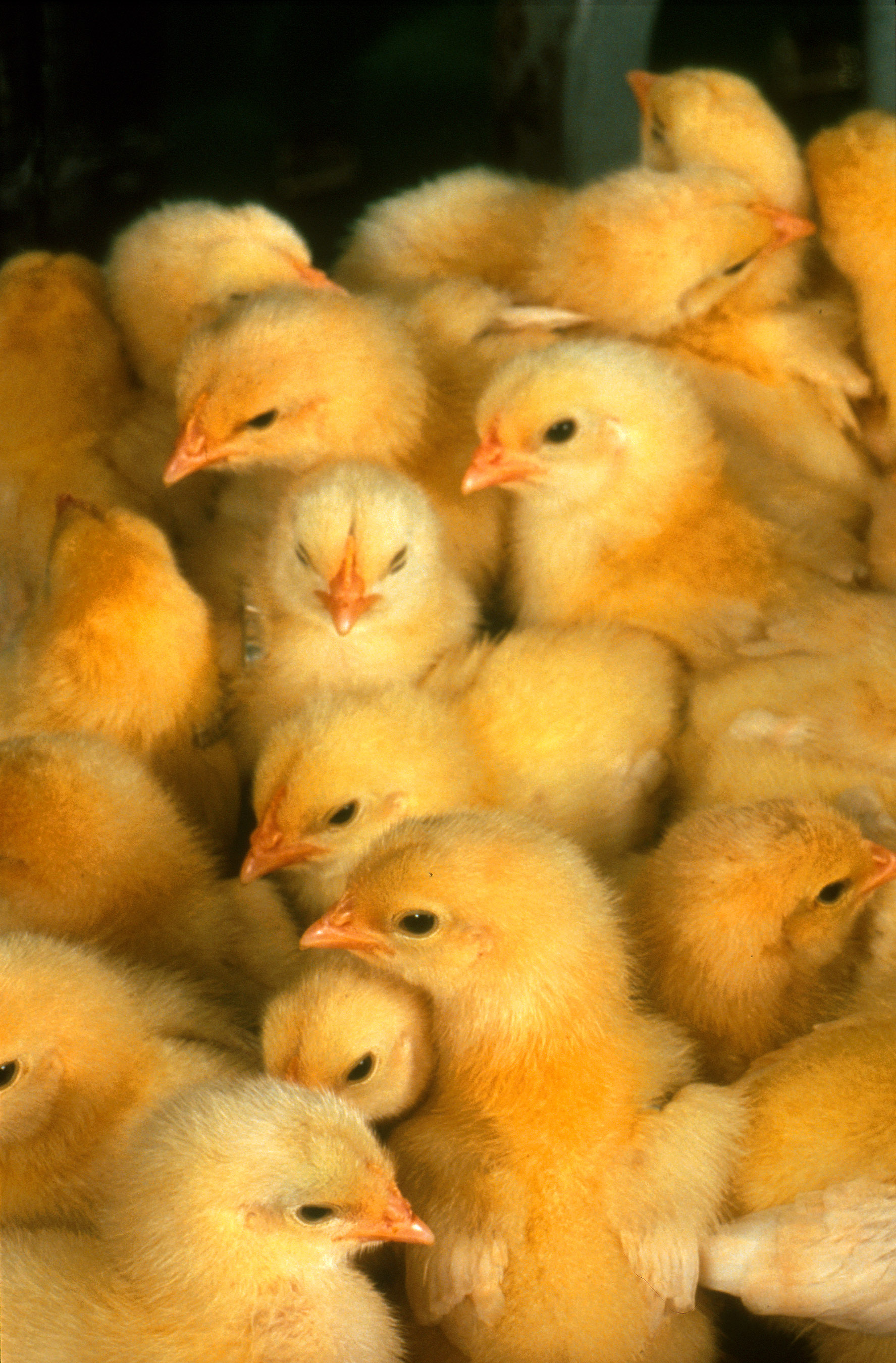 More_chicks.jpg