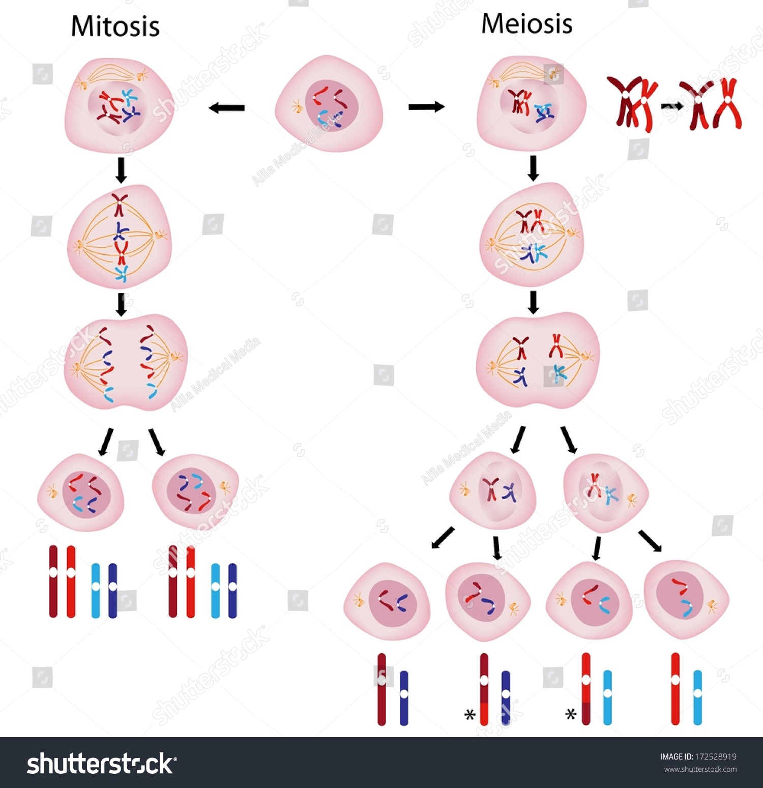 chromosomes in meiosis
