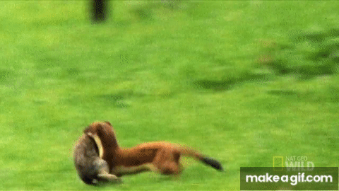  Stoat gif