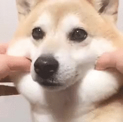 Shiba inu pull dog GIF on GIFER - by Grigrinn