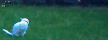 spazzcat-chases-tail.gif