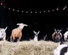 Goats GIFs | Tenor